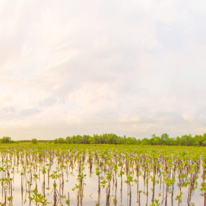 Mangrove Afforestation